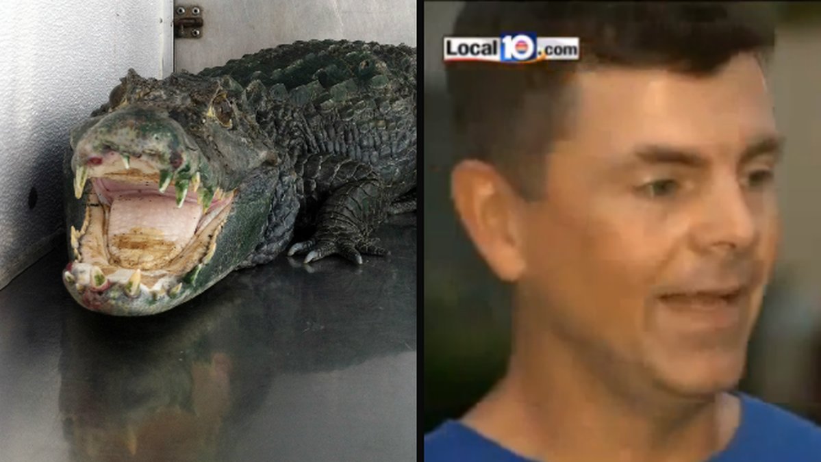 Joe Welch boxades med en alligator.